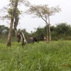 050 LOANGO 2 Akaka Riviere Rembo Ngove Nord Berge et Mammalia Proboscidea Elephant Loxodonta africana cyclotis 15E5K3IMG_106862wtmk.jpg
